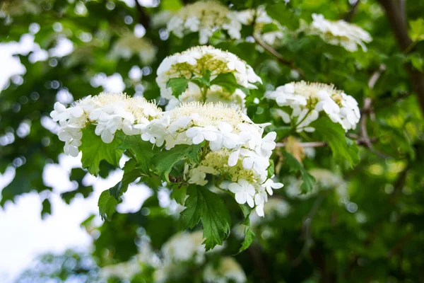 Fleurs Blanches Brillantes Buisson Viorne Gros Plan — Photo