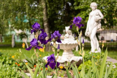 Mor zambak çiçekleri ve yeşil yapraklar yakın