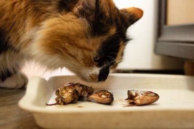 Kızıl kedinin balık yiyen portresi