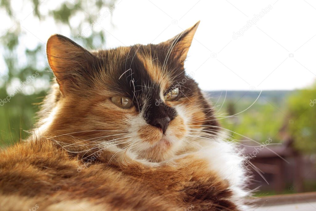 Portrait of ginger cat in sunlight close up