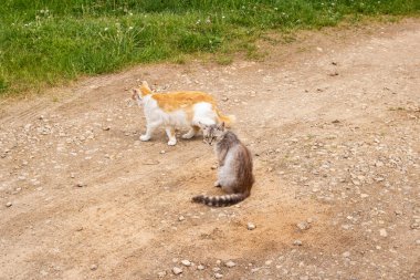 Sarı bir kumdaki iki oyuncu kedi. Yaklaş.