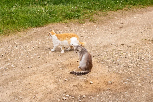 Dvě Hravé Kočky Žlutém Písku Zblízka — Stock fotografie