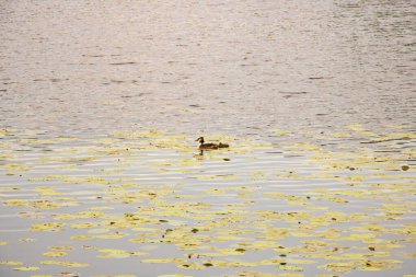Suda ördekler, yeşil bir gölette. Yaklaş.
