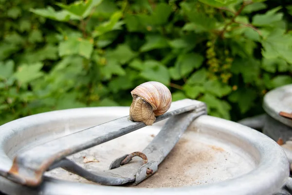 Caracol Senta Barril Metal Jardim Perto — Fotografia de Stock