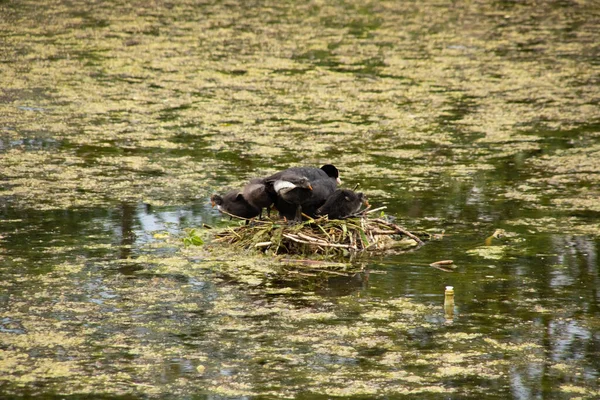 Los Patos Anidan Agua Estanque Verde Cerca — Foto de Stock