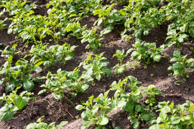 Bahçedeki yeşil patates fideleri yakın.
