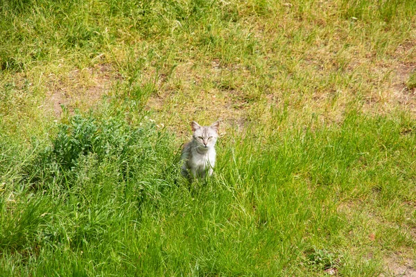 在绿草上爱抚一只白猫的手 — 图库照片