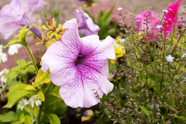 Lila Petunia Blommor Blomma Säng Nära Håll — Stockfoto