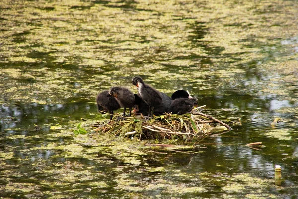 Los Patos Anidan Agua Estanque Verde Cerca — Foto de Stock