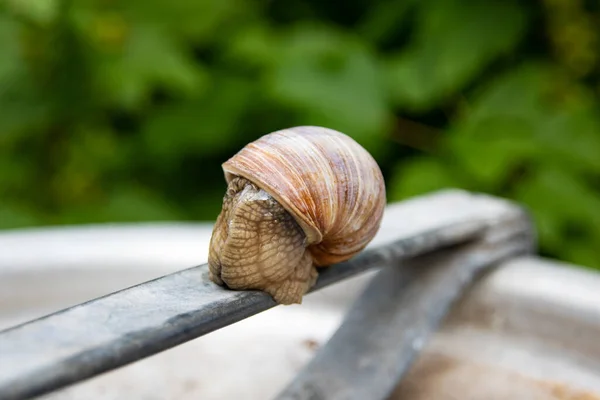 Caracol Senta Barril Metal Jardim Perto — Fotografia de Stock