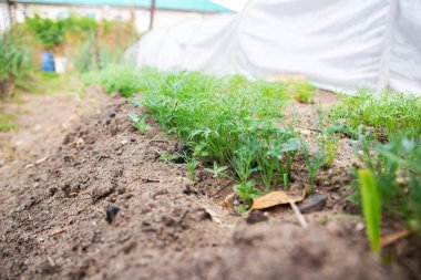 Bahçede yeşil maydanoz fideleri var. Yakın.