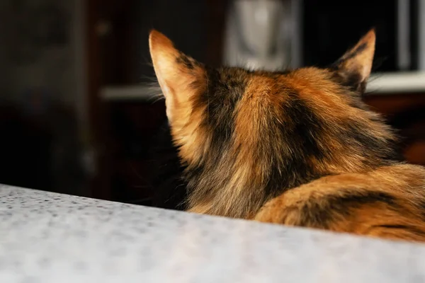 Portret Van Gember Kat Het Zonlicht Close — Stockfoto