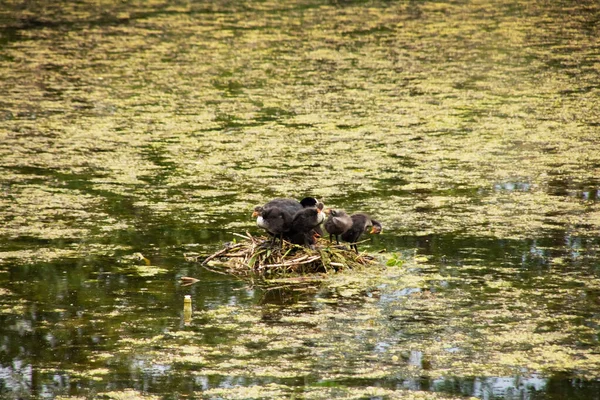 Los Patos Anidan Agua Estanque Verde Cerca — Foto de Stock