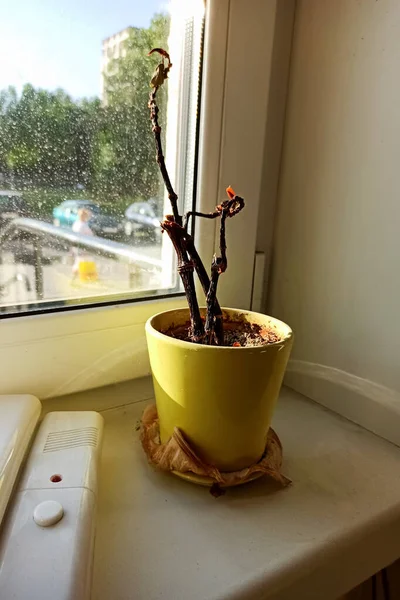 Uma planta murcha em vaso no peitoril da janela — Fotografia de Stock