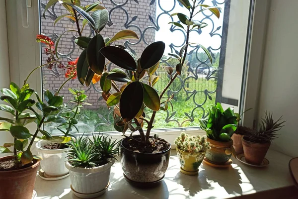 Green plants on windowsill in sunlight closeup — Stock Photo, Image