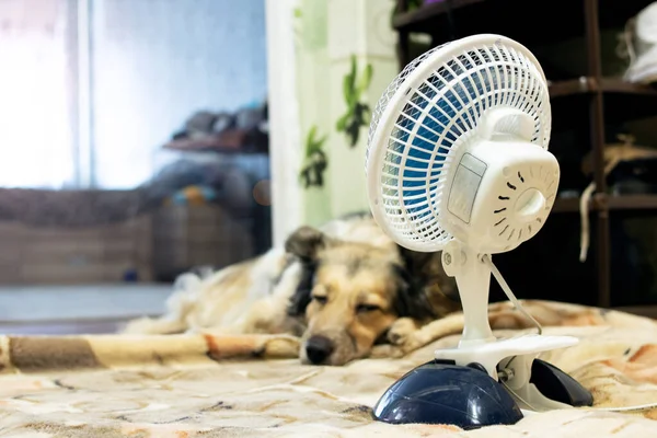 The dog sleeps by the fan close up