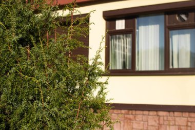 Bina pencerelerinin arkasındaki yeşil çalı kapat