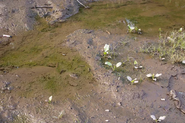 砂と緑の藻類と泥の水たまり — ストック写真