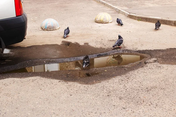 Pombas Nadam Uma Poça Estrada Perto — Fotografia de Stock