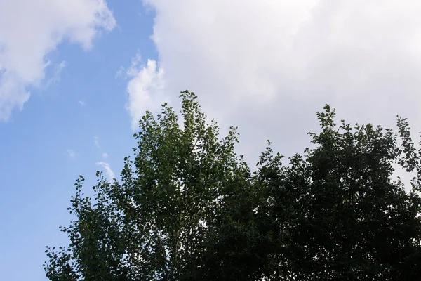 Cime Degli Alberi Verdi Sfondo Cielo Blu Nuvoloso Vicino — Foto Stock