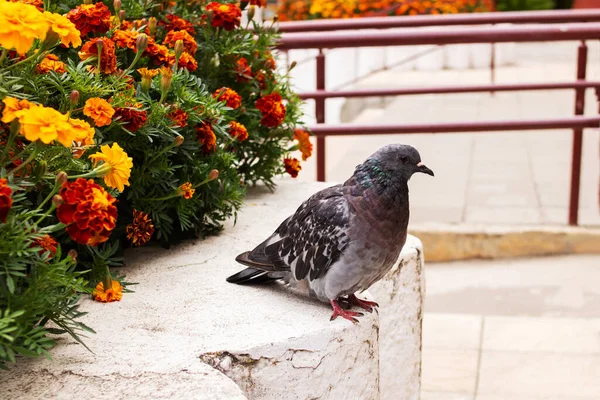 鸽子坐在花坛的近旁 — 图库照片