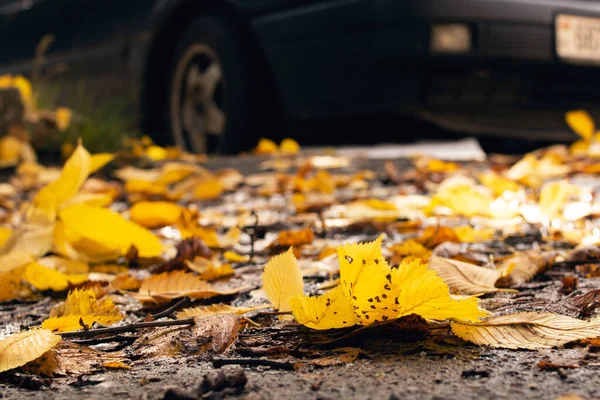 Gelbe Herbstblätter Auf Dem Asphalt Neben Der Straße — Stockfoto