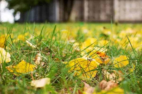 Żółte Jesienne Liście Zielonej Trawie Bliska — Zdjęcie stockowe