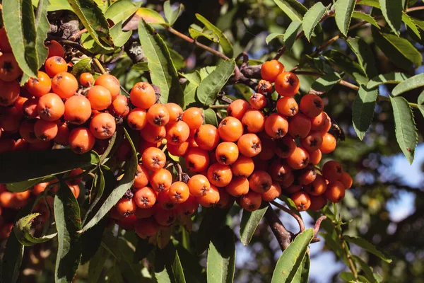 Heldere rowan bessen tussen groene bladeren close-up — Stockfoto