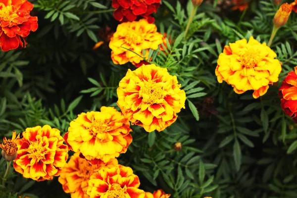 Orange daisy flowers among green leaves closeup — Stock Photo, Image