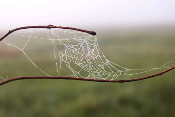 Spider web with dew drops on tree branches — Stock Photo, Image