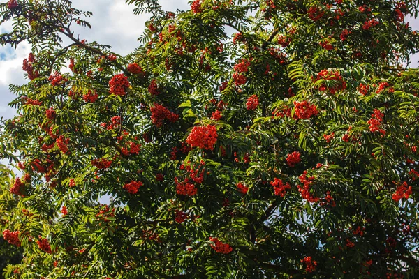 Bright rowan berries among green leaves closeup — Stock Photo, Image