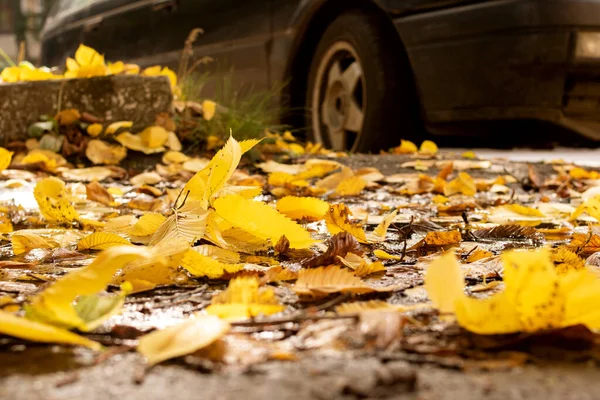 Yellow autumn leaves on the asphalt close up — Stock Photo, Image