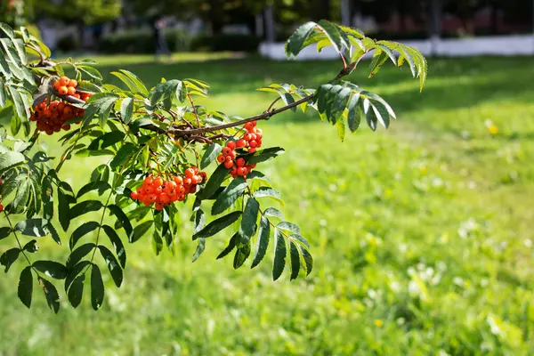 Bagas Rowan Brilhantes Entre Folhas Verdes Fechar — Fotografia de Stock