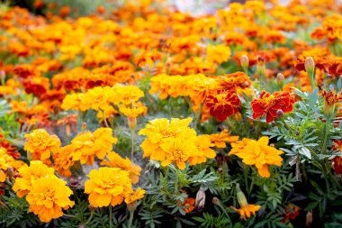 Parlak kadife çiçeği tarlası yakın, arkaplan ya da doku