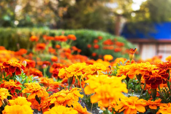 Field Bright Marigold Orange Flowers Close Background Texture — Stock Photo, Image