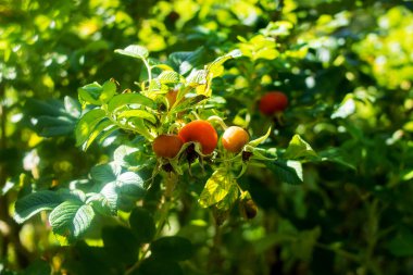 Yeşil yapraklar üzerinde gül goncası yakın plan