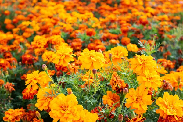 Field Bright Marigold Orange Flowers Close Background Texture — Stock Photo, Image