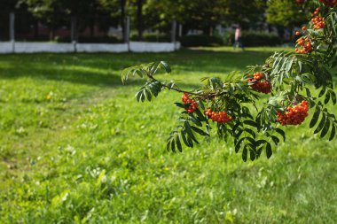 Yeşil yaprakların arasında parlak yaban mersini
