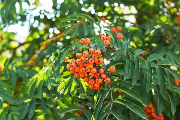 Ljusa Rönnnnbär Bland Gröna Blad Nära Håll — Stockfoto