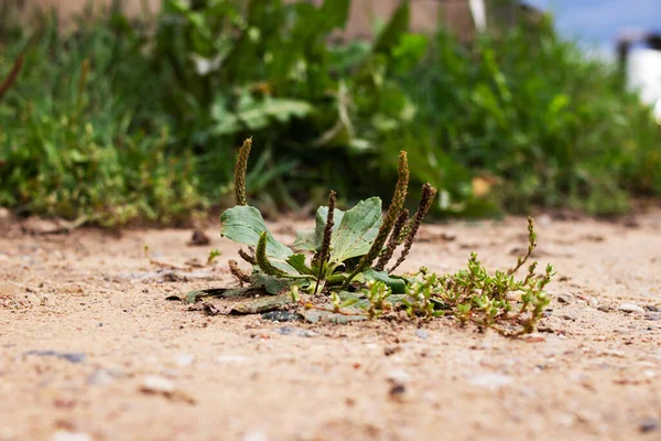 Weegbree Met Groene Bladeren Groeit Het Zand Van Dichtbij — Stockfoto