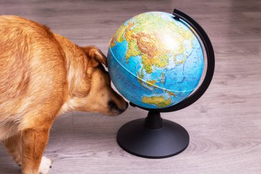 Kızıl köpek dünyayı kokluyor. Yakından bir portre.