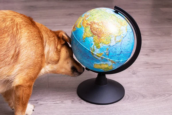 Chien Roux Reniflant Globe Portrait Rapproché — Photo