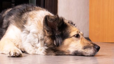 Beyaz köpek ahşap zeminde yatıyor. Yaklaş.