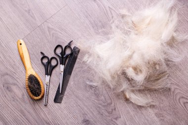 Tahta zeminde köpek kürkü ve makas yığını. Yakın plan.