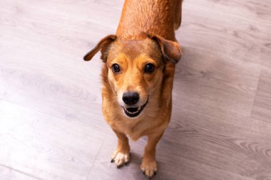 İki kulaklı kızıl köpek, portre yakın.