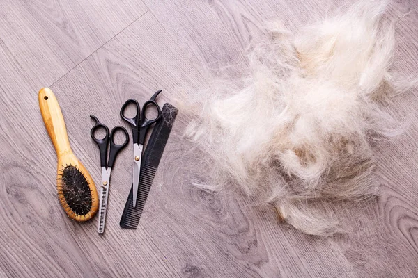 Tahta zeminde köpek kürkü ve makas yığını. Yakın plan.