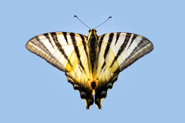 Hermosa mariposa rayada sobre un fondo azul claro — Foto de Stock