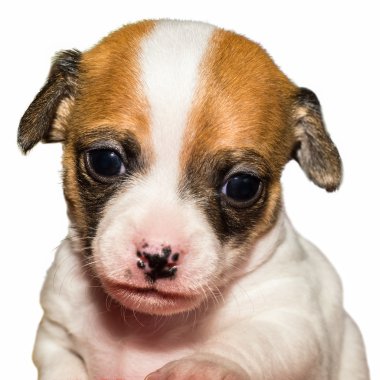 Beyaz arka plan önünde şirin chihuahua köpek yavrusu