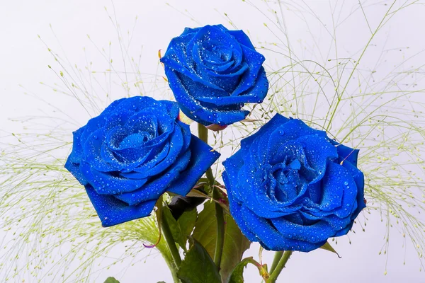 Tres hermosas rosas azules con hojas verdes — Foto de Stock