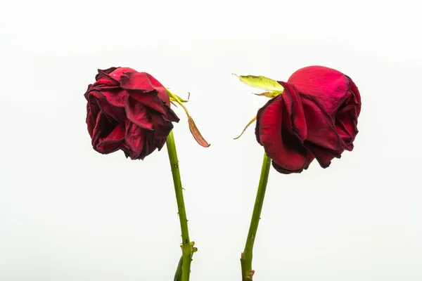 Duas rosas desidratadas que se estão a transformar umas das outras — Fotografia de Stock